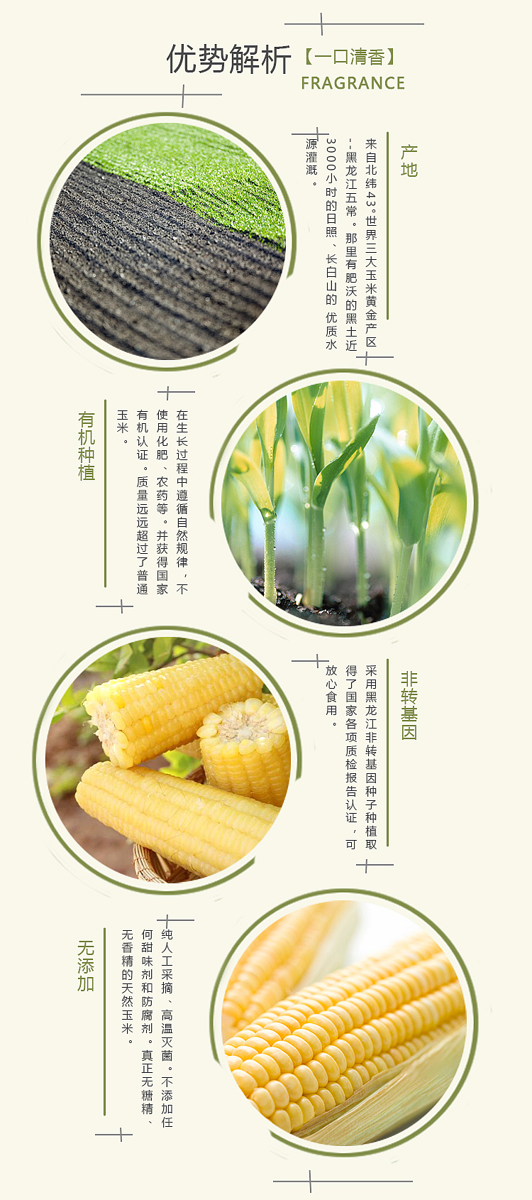 玉米详情页（图ZMTYwMDY5ODI0） - 其他平面 - 站酷设计师三分鈡热度原创素材 - 站酷ZCOOL