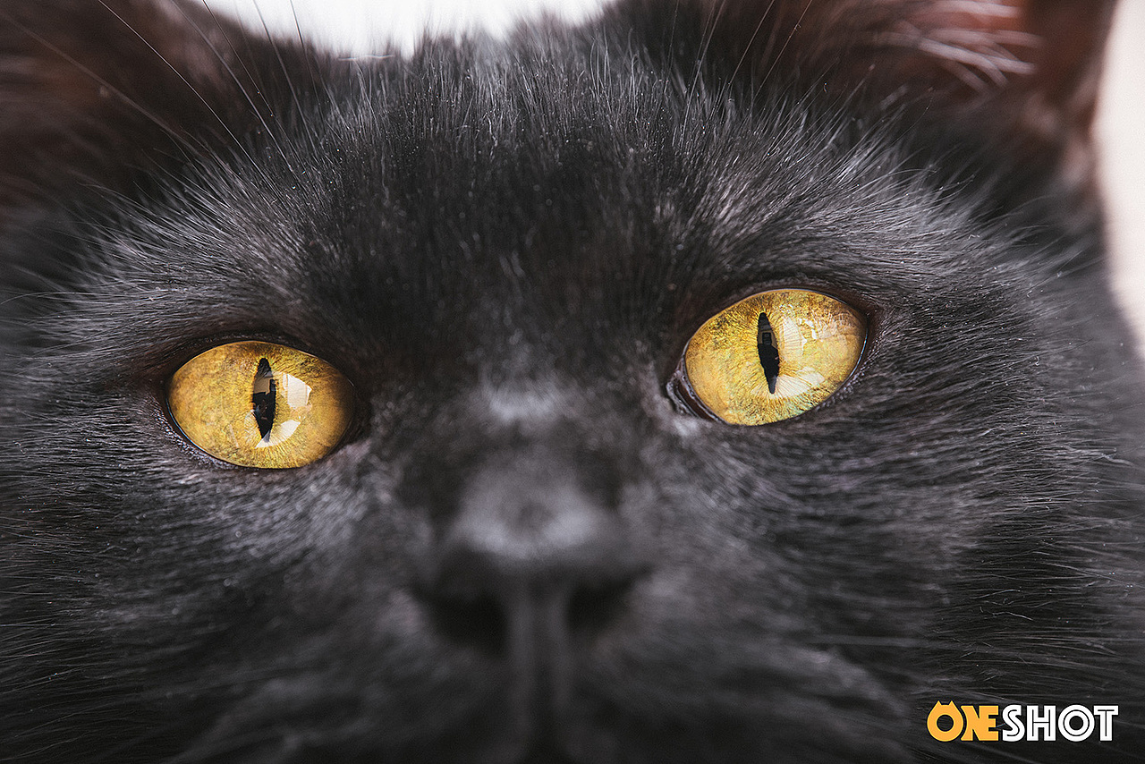 黑猫Yuki【克查原创作品28】（图ZMTEwNTM5NDQ0） - 宠物摄影 - 站酷设计师克查原创素材 - 站酷ZCOOL