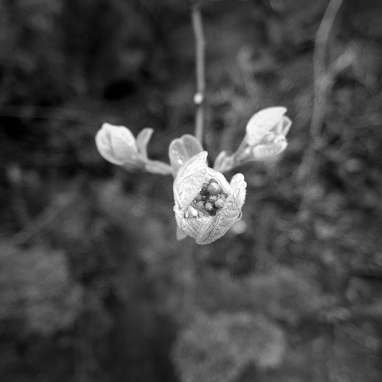 雨后山间露水/魅族MX3微距拍摄
