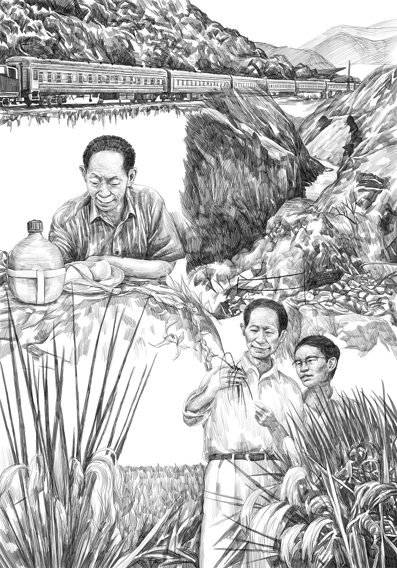杂交水稻之父插画