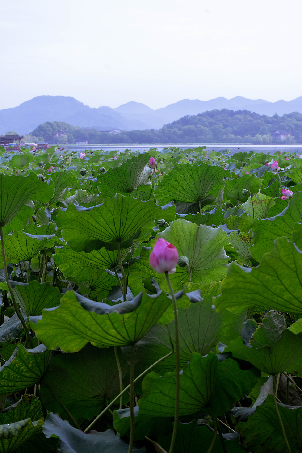 西湖荷花7月31日