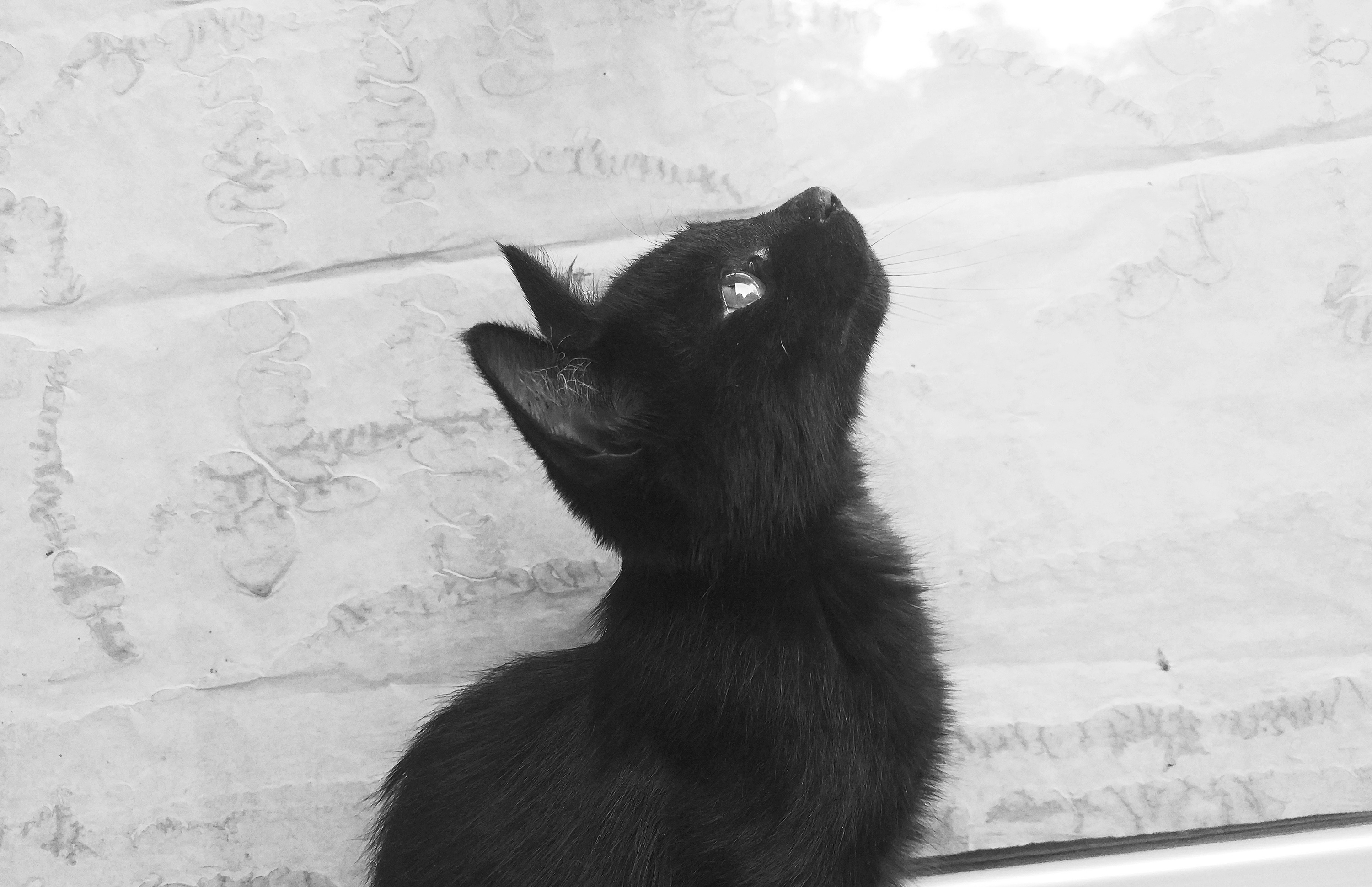 猫咪手机壁纸 黑白图片