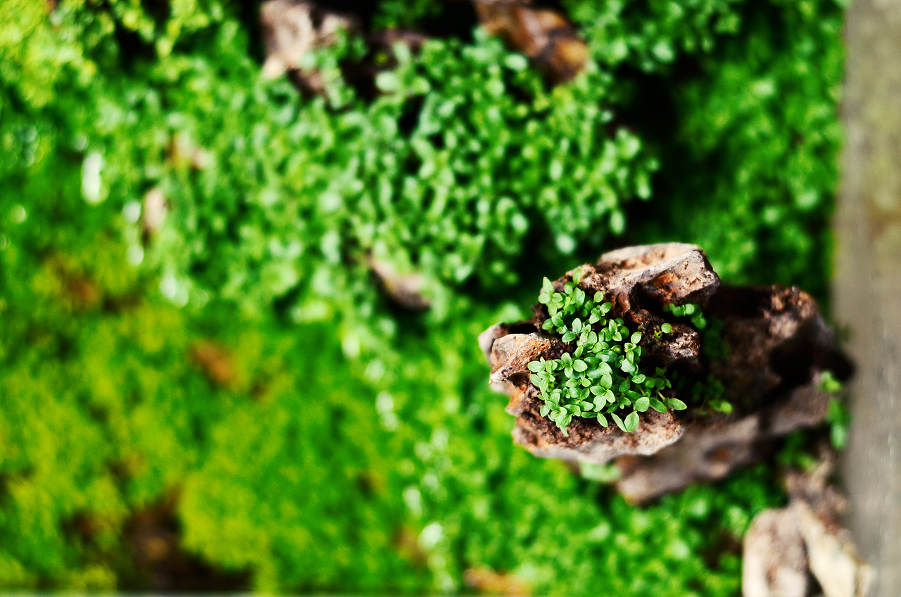 玻璃缸微景观（图ZMzY3Njg0Njg=） - 风光摄影 - 站酷设计师传奇原创素材 - 站酷ZCOOL