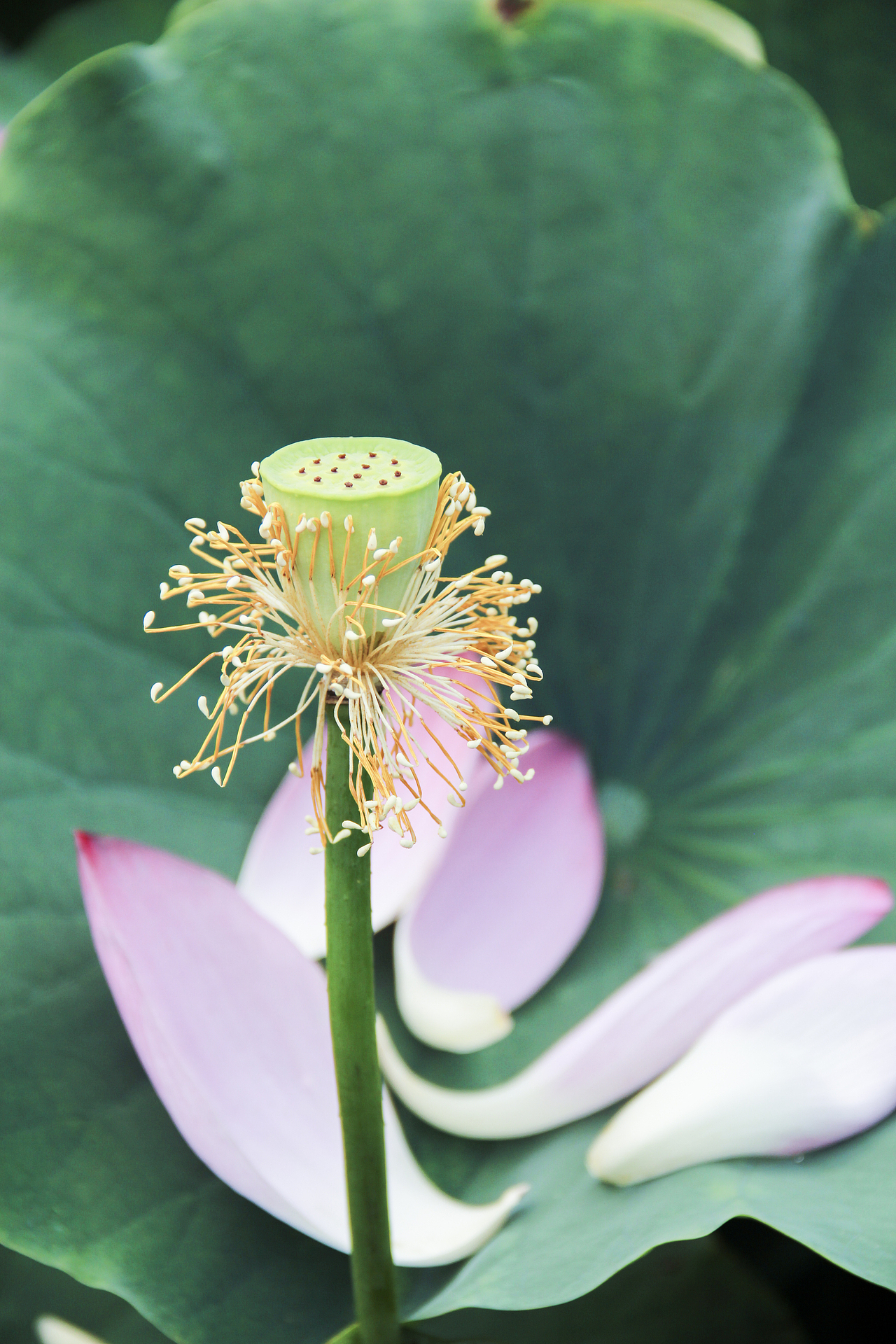 白洋淀荷花（圖ZNzA5ODY3ODA=） - 風(fēng)光攝影 - 站酷設(shè)計(jì)師山山而川上的麥子原創(chuàng)素材 - 站酷ZCOOL