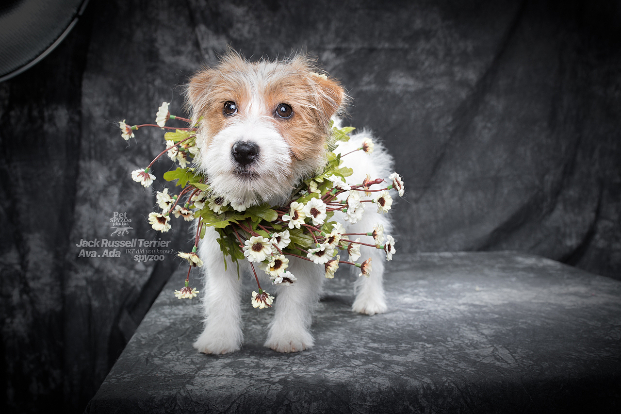 杰克罗素梗 天津宠物摄影spyzoo宠物写真（图ZNjkxNjkyMDA=） - 宠物摄影 - 站酷设计师spyzoo原创素材 - 站酷ZCOOL