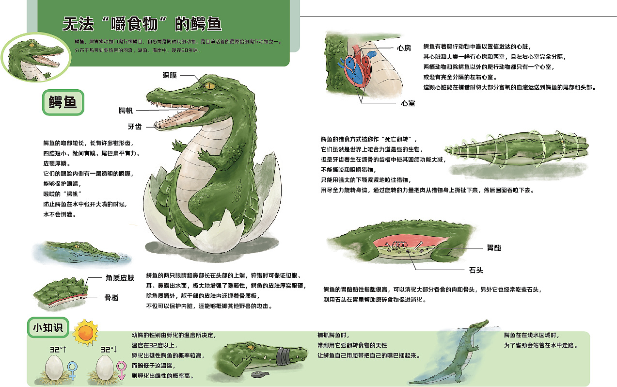 鳄鱼的生理结构图图片