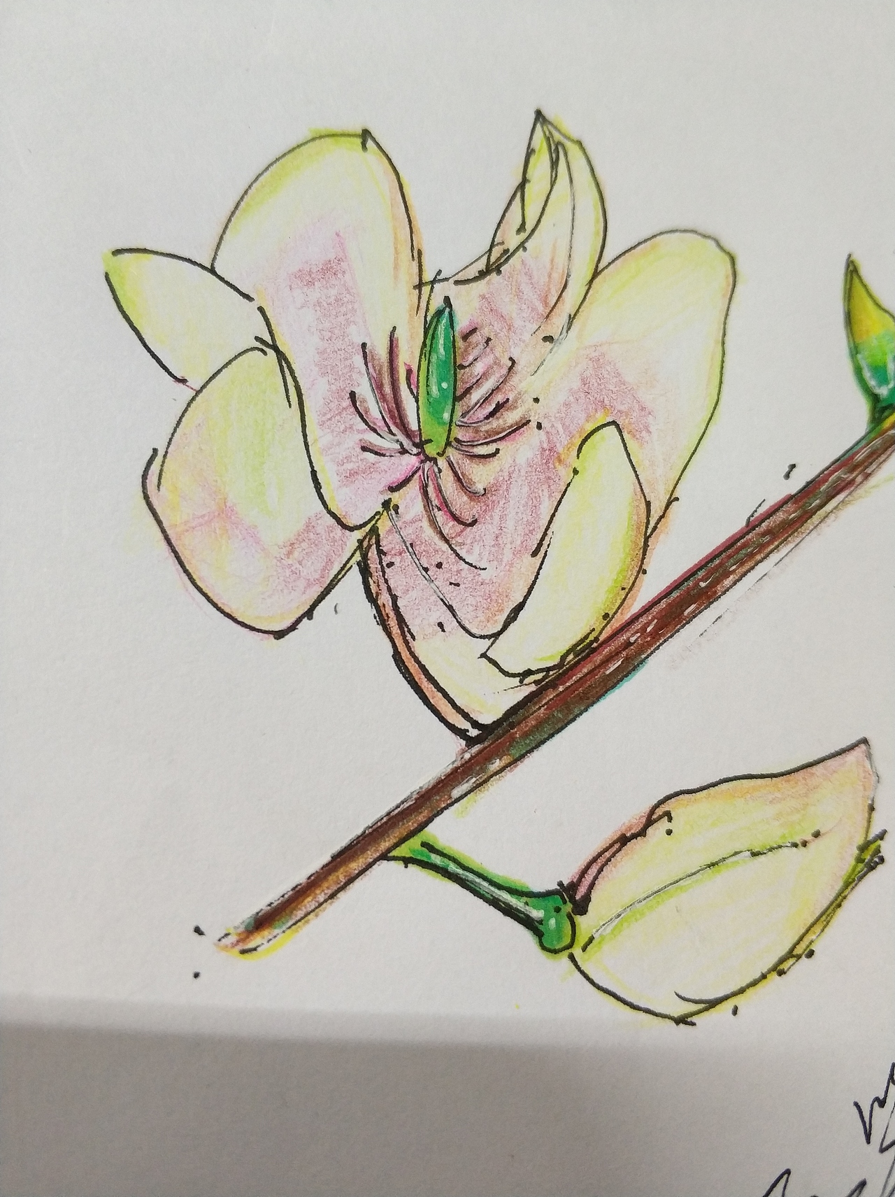 含笑花手绘