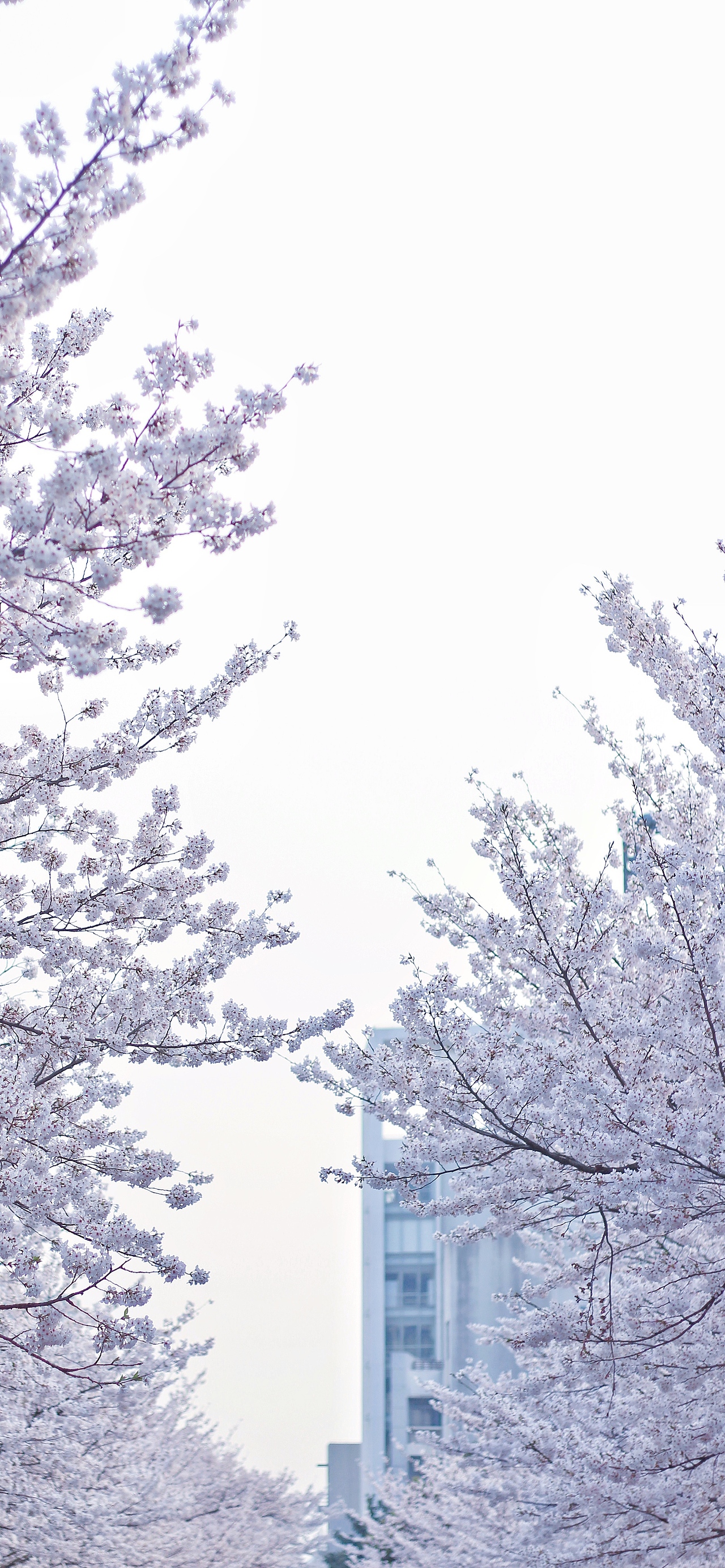 春天会来,樱花会开