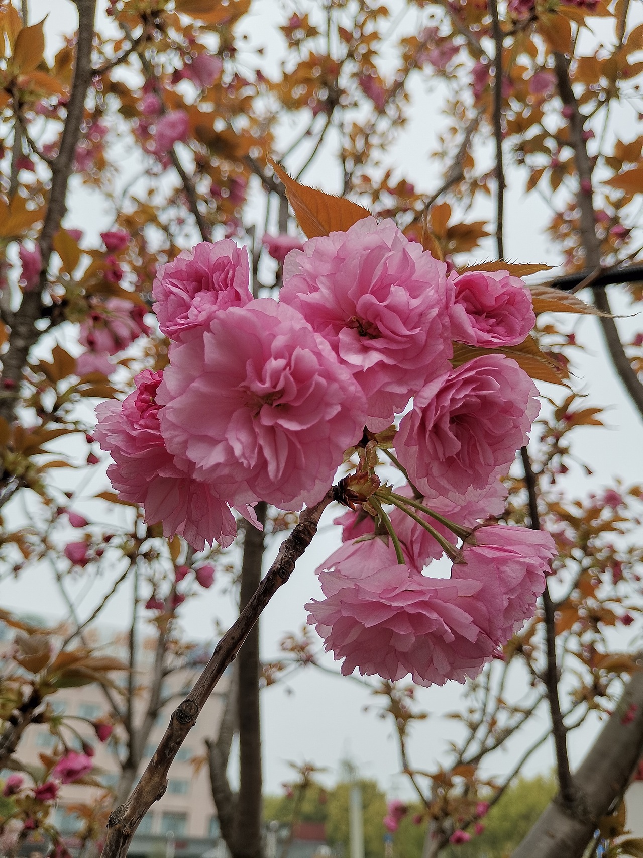 街拍 | 发现生活美好，夏日花开正盛时