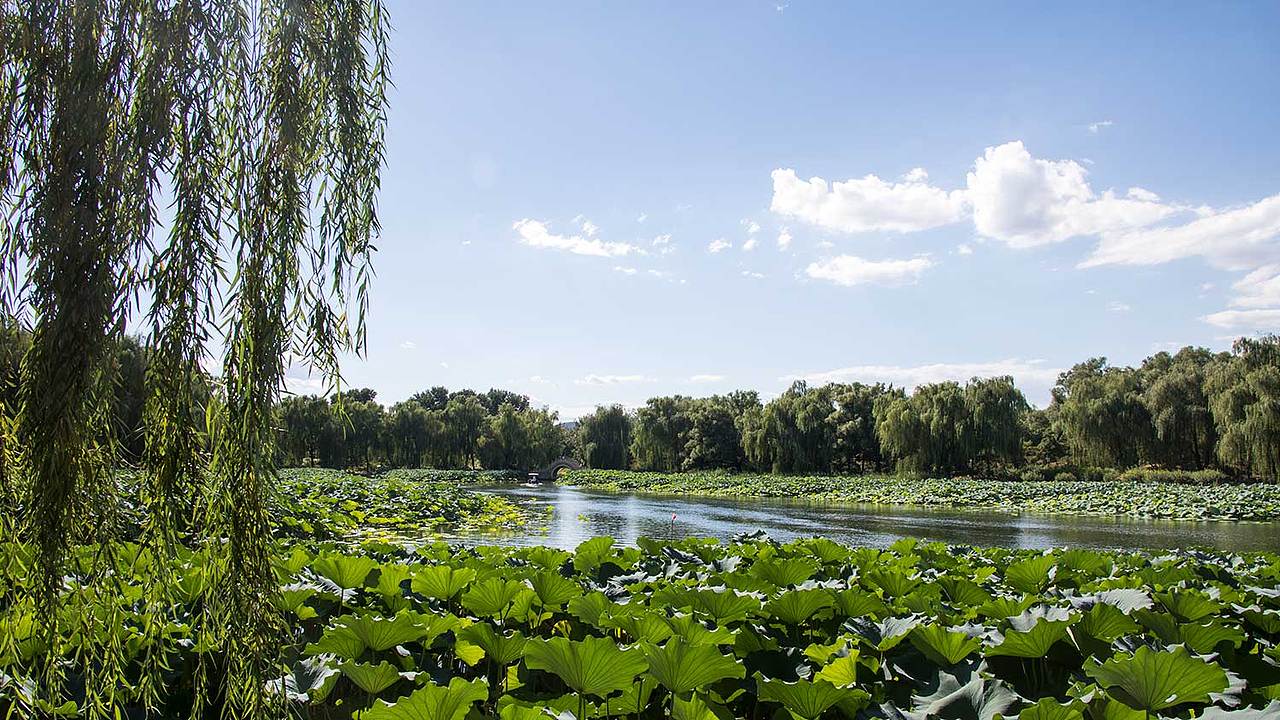 圆明园的荷（图ZODc2OTgzODg=） - 风光摄影 - 站酷设计师mohong原创素材 - 站酷ZCOOL