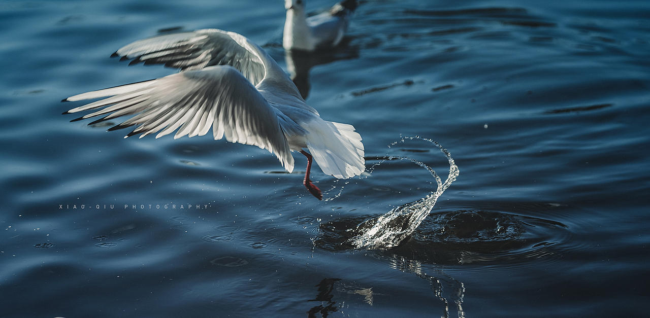 翩跹而来 落花满袖