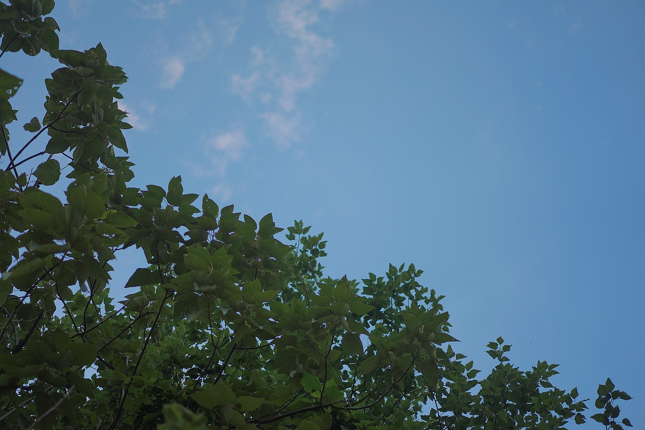 little forest/小森林（图ZMTM5NzIyMTk2） - 人像摄影 - 站酷设计师给给Eru原创素材 - 站酷ZCOOL
