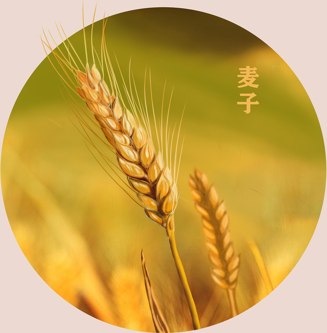 麦子- 原创作品 - 站酷(zcool)