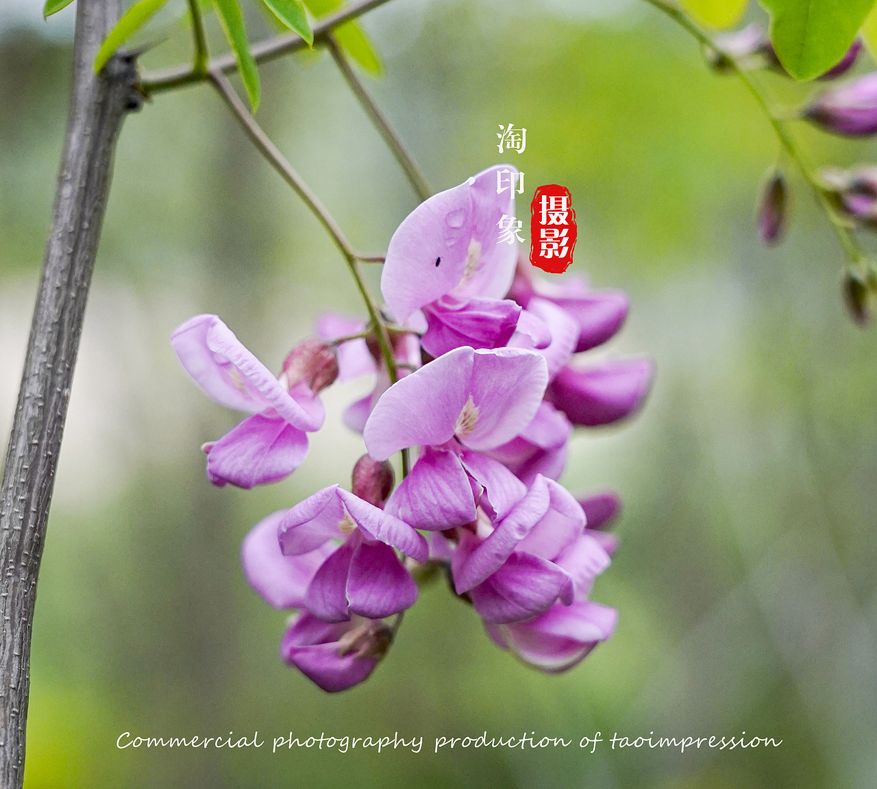 紫色洋槐花（图ZMjUyNDUyMjUy） - 美食摄影 - 站酷设计师陶印象商业摄影原创素材 - 站酷ZCOOL