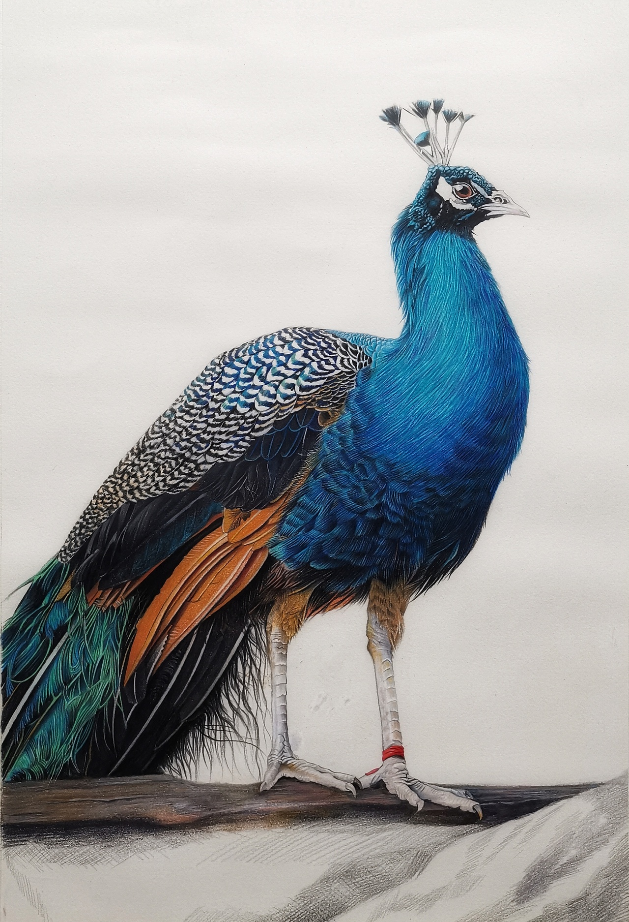 彩铅画《孔雀》