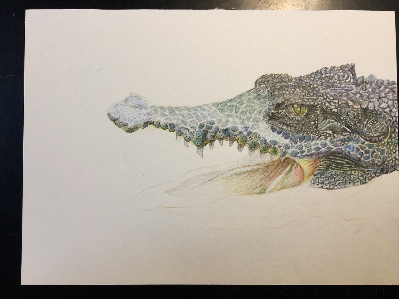手绘彩铅鳄鱼