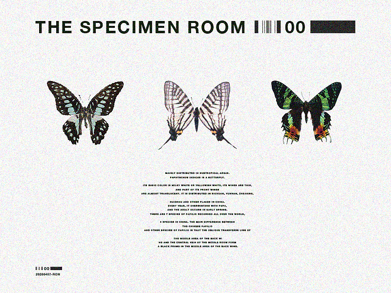 蝴蝶标本室|THE SPECIMEN ROOM