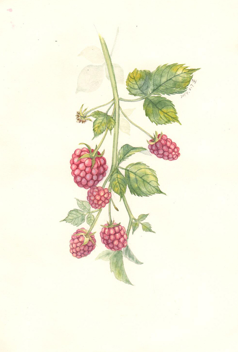 浆果|插画|商业插画|_青山__原创作品-站酷zcool