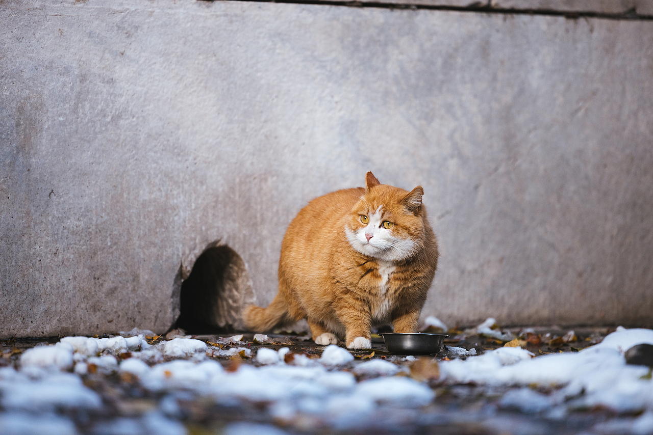 故宫的猫——帕帕