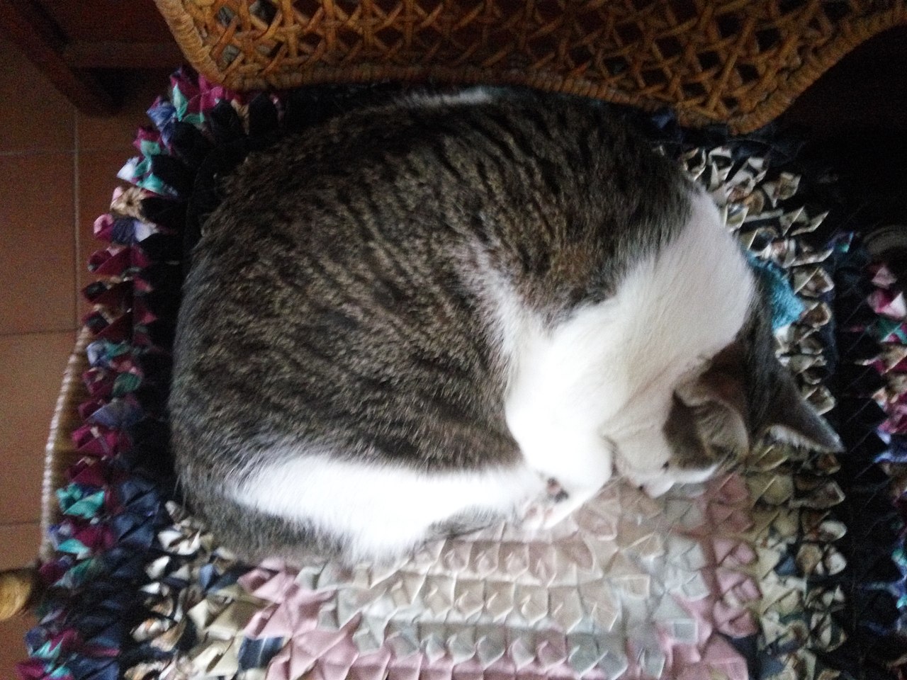 拍猫集03（图ZMTM3MDkwNTU2） - 宠物摄影 - 站酷设计师嘟嘟2019原创素材 - 站酷ZCOOL