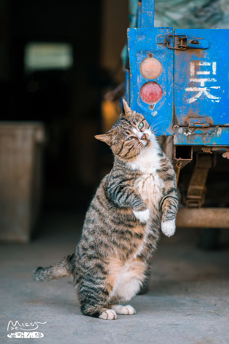 老爸爱钓鱼,遂决定深秋某天回老家陪他钓上一天。接近中午饭口,我前去附近村镇买吃的,此地初来,见老房子居多,心想该不会有猫吧。果不其然,在一家杂货铺前便遇见两只,这下好了,饭也不买了,开始拍起猫来(相机经常放在车上)。边走变拍,有只猫带我到走到一家鱼铺前,它就跑了,正准备回身走时,从里面却跑出一只,见我竟不怯怕,反而立起身来用头蹭旁边的三轮车身,特别得意的样子~