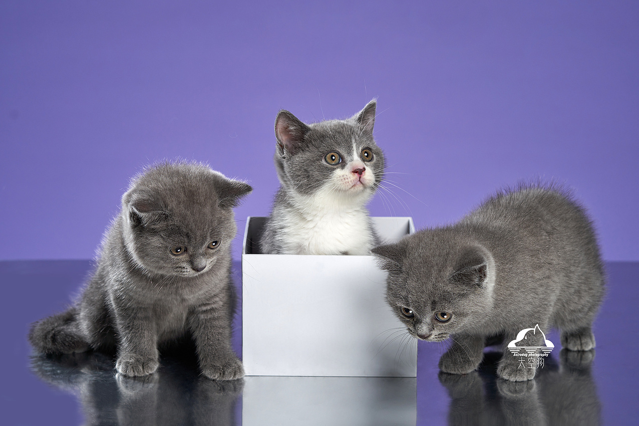 太空狗宠物摄影 英国短毛猫满月写真