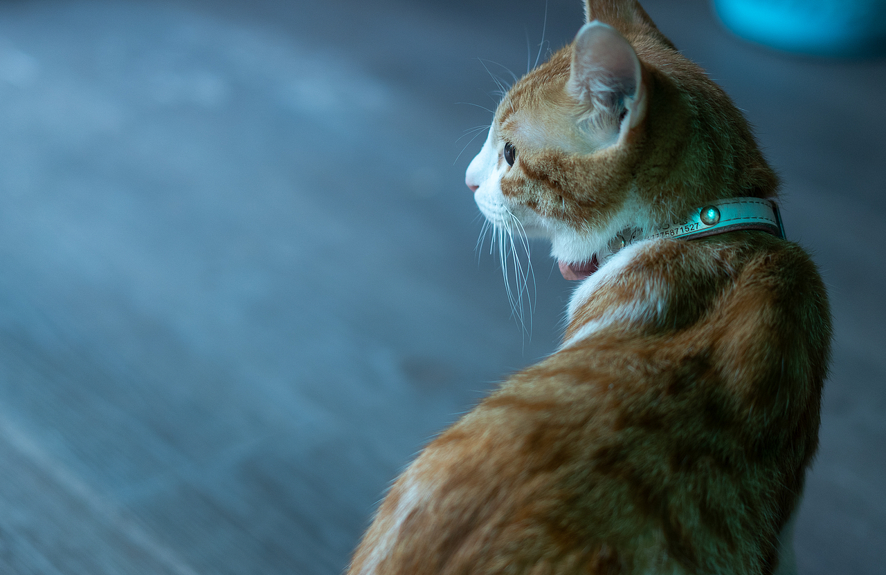 宠物（图ZMTg4OTA4MDMy） - 宠物摄影 - 站酷设计师下乡种田帅小伙原创素材 - 站酷ZCOOL