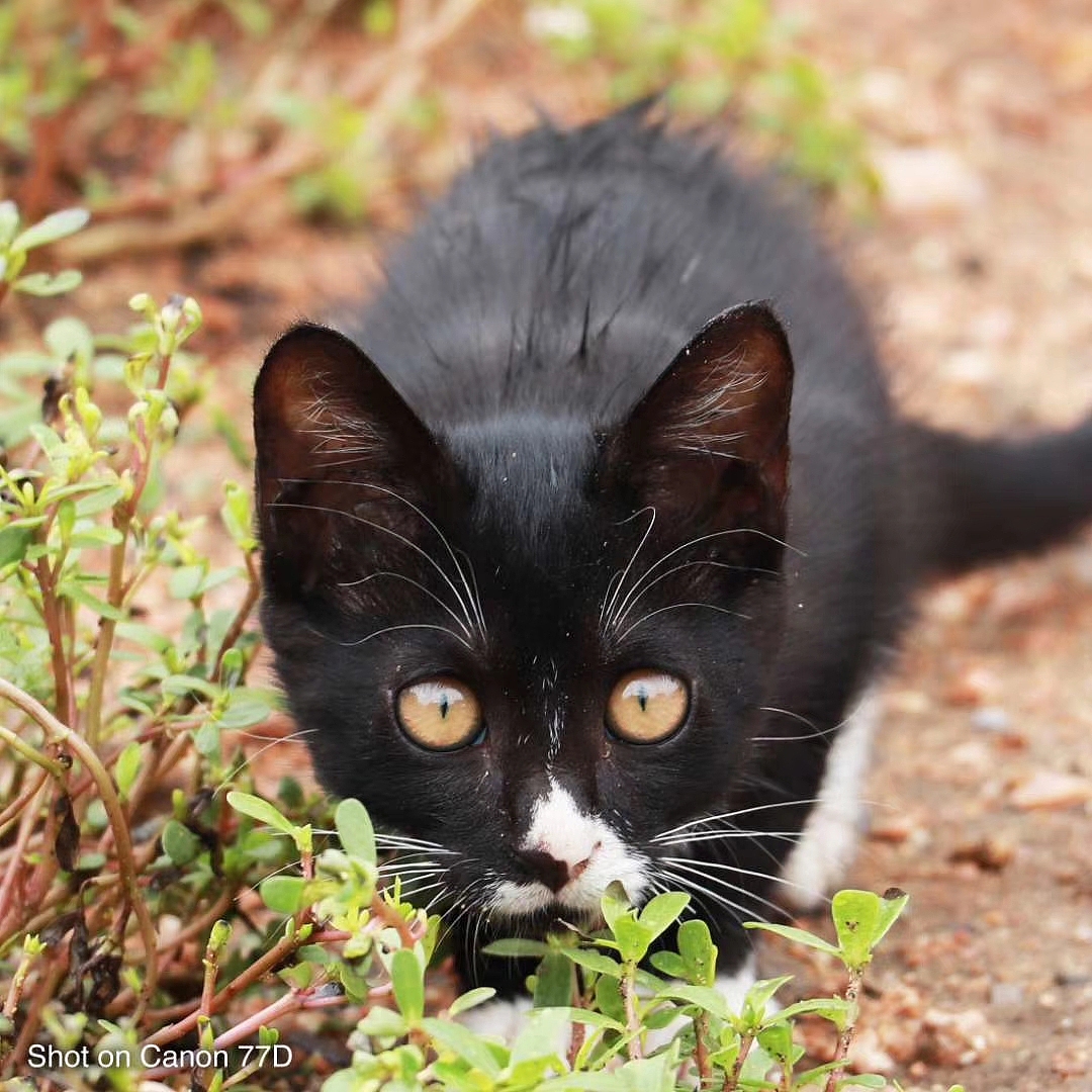 【日常摄影】动物随手拍（图ZMTk5OTA4ODA4） - 宠物摄影 - 站酷设计师熟褐Lion原创素材 - 站酷ZCOOL