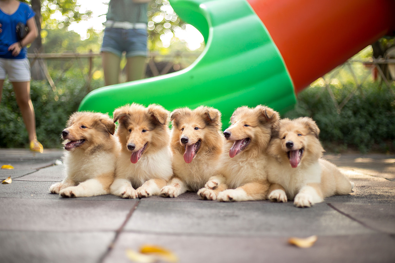 花丛中的小精灵