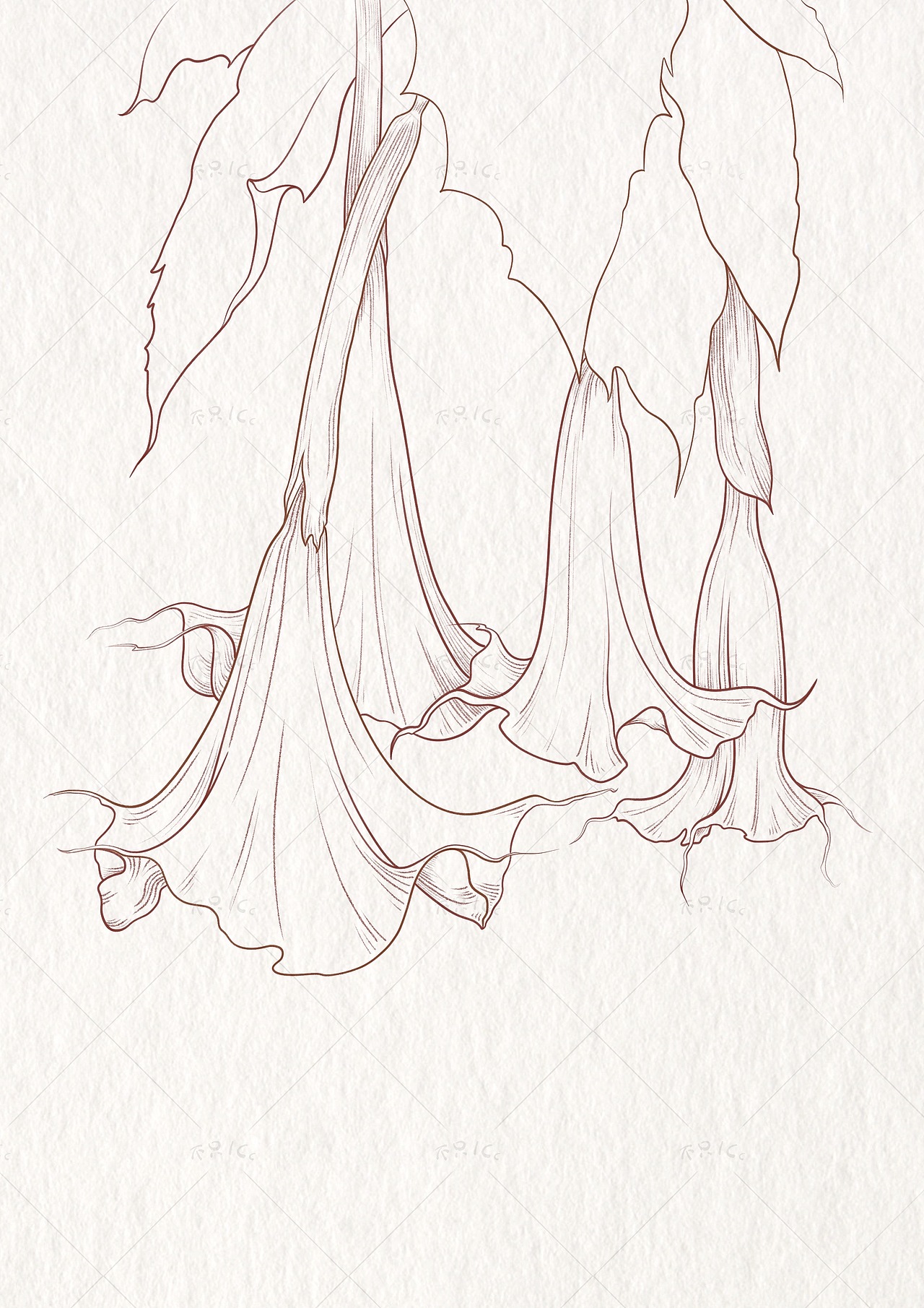 花卉线稿｜曼陀罗花｜附过程👩‍🎨（图ZMzU1NzQzMTA0） - 艺术插画 - 站酷设计师不只1Cc原创素材 - 站酷ZCOOL