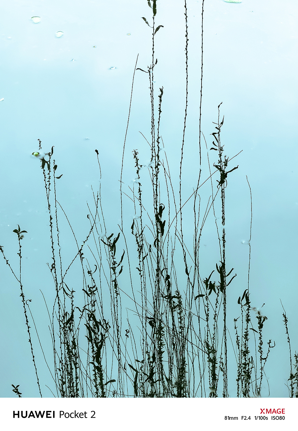 在春风里，树影倒映在水中，勾勒出一幅幅优美的图案