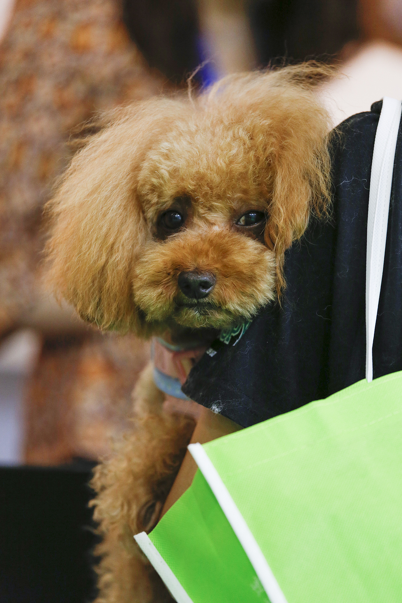 2019年5月广州琶洲华南宠物用品展