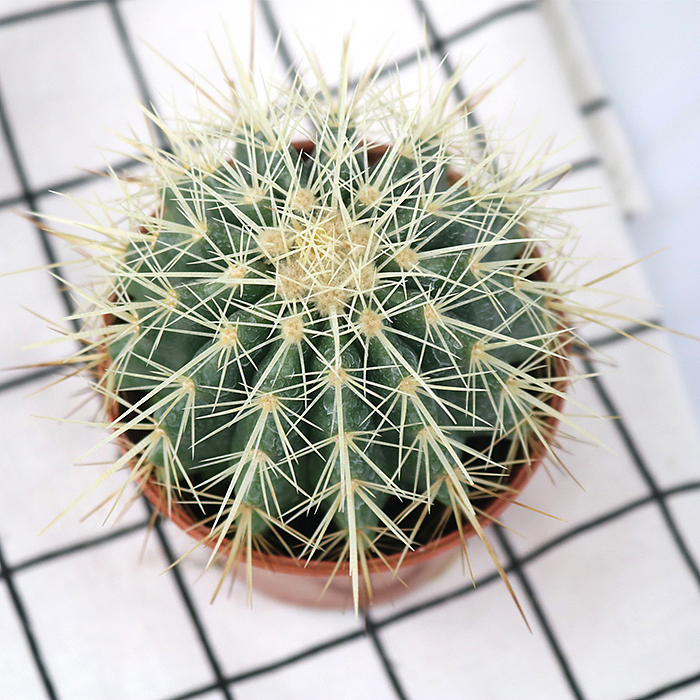 仙人掌-绿植-植物（图ZMTQyNzk1ODQ4） - 产品摄影 - 站酷设计师糖少爷原创素材 - 站酷ZCOOL