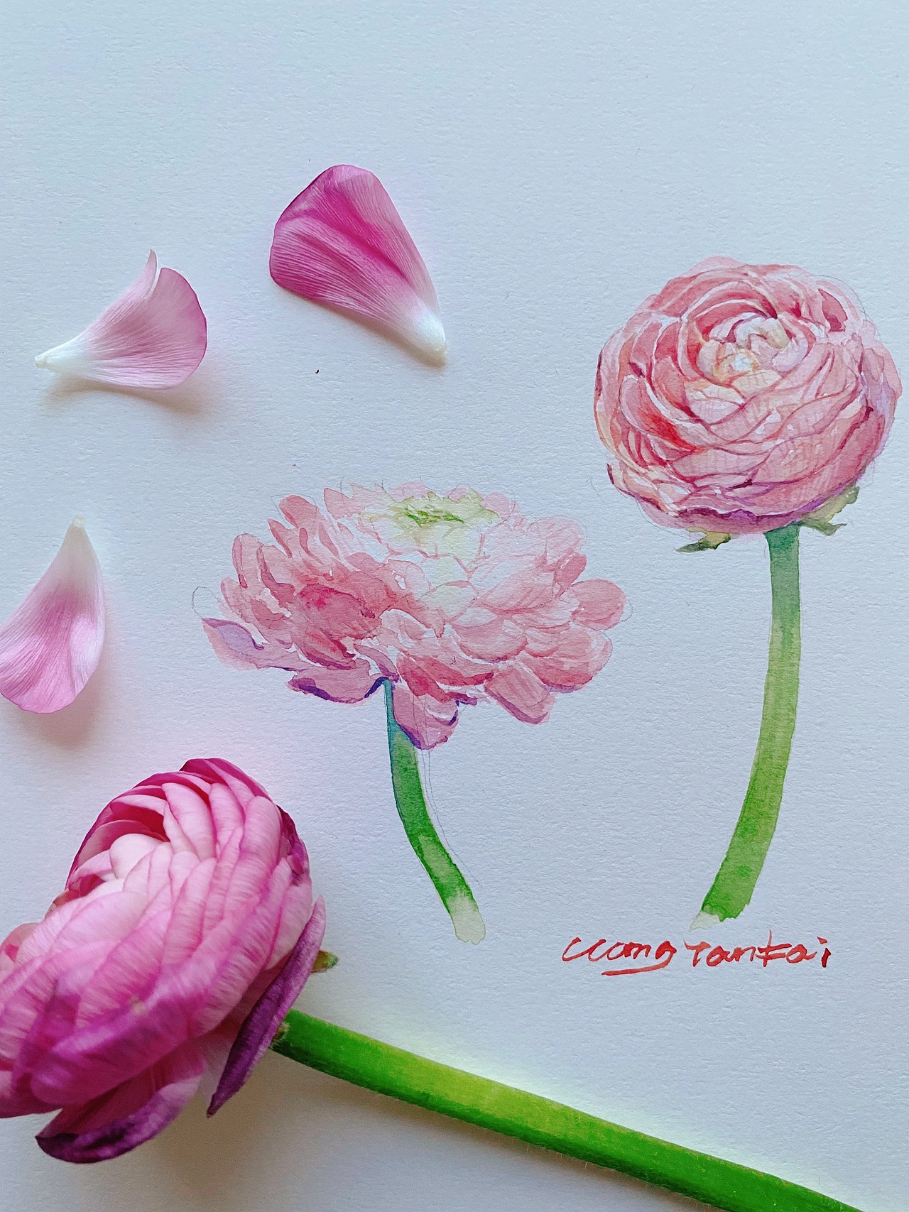 15分钟水彩速涂 洋牡丹