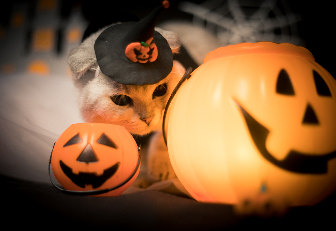 万圣节小年年（图ZOTQ3MjEyNjg=） - 宠物摄影 - 站酷设计师懒惰的胡奇奇原创素材 - 站酷ZCOOL