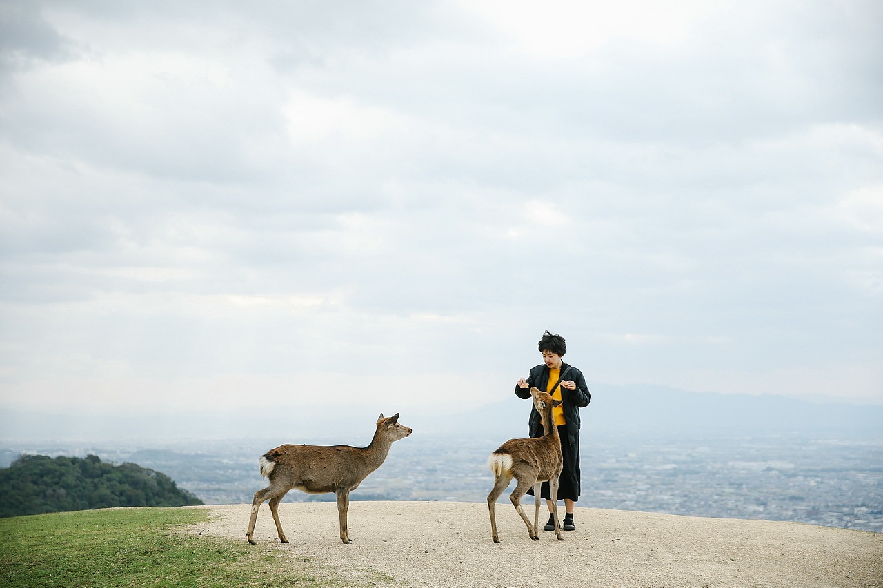 关于京都 奈良 镰仓的记忆