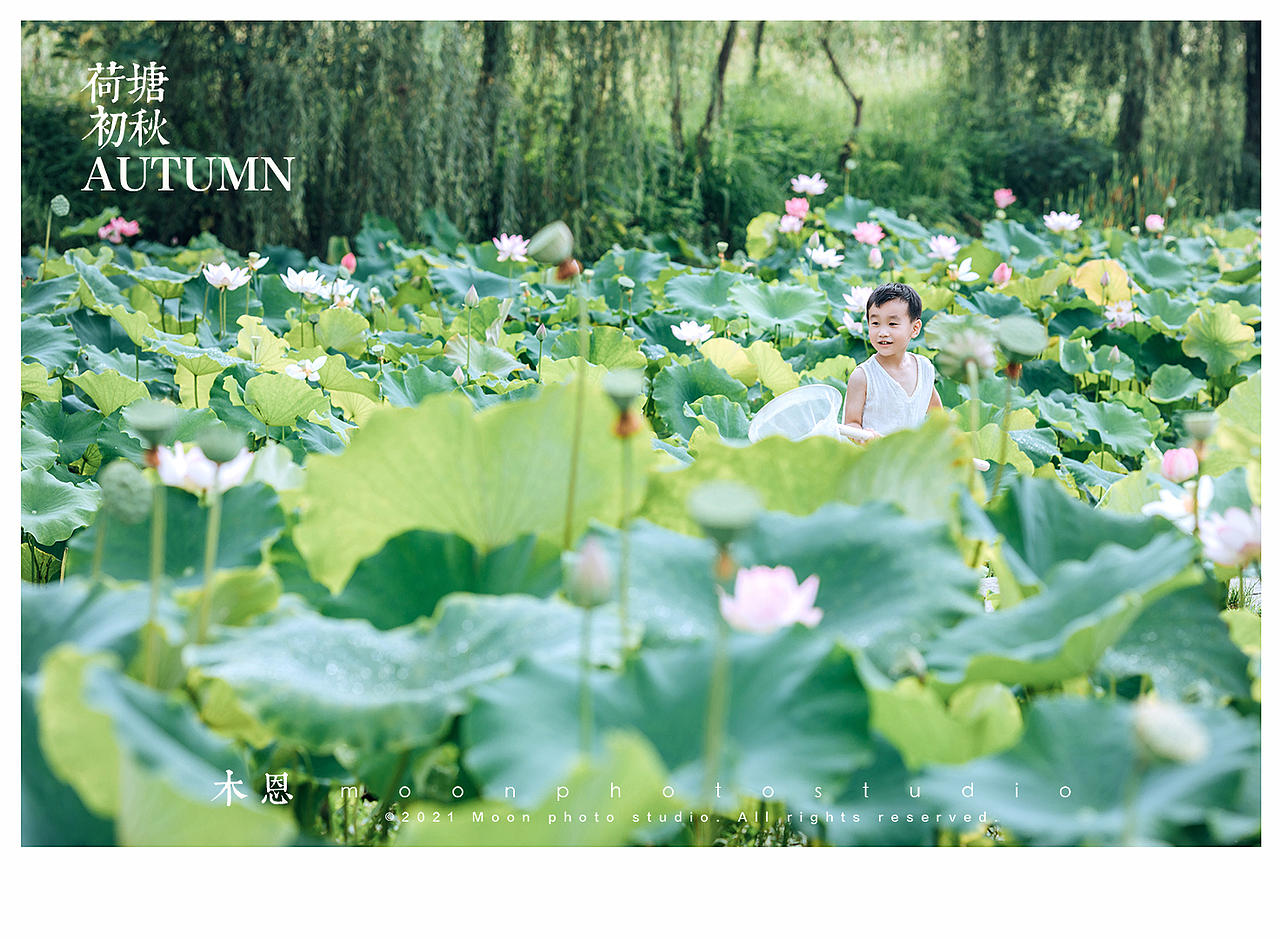 东东的荷塘叶色