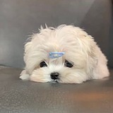 用戶頭像