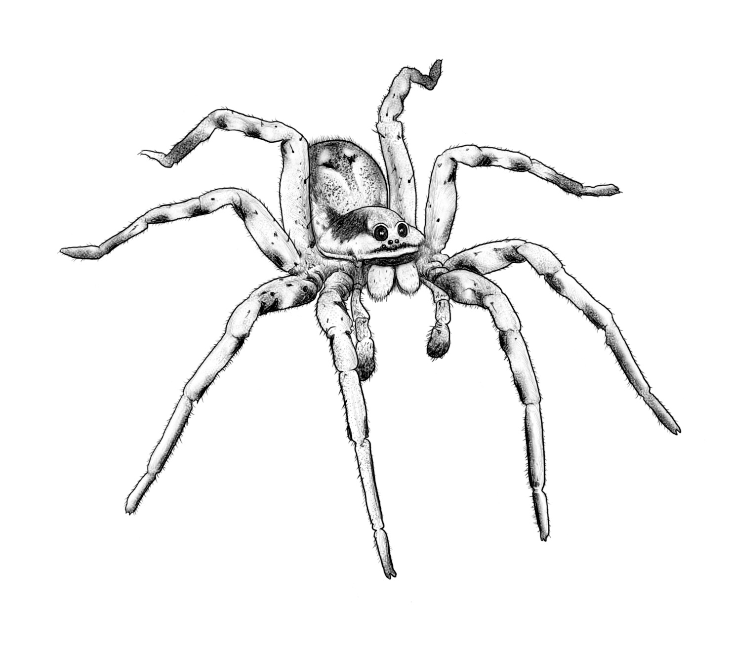 儿童简笔画，可爱的小蜘蛛，绘画过程_哔哩哔哩_bilibili