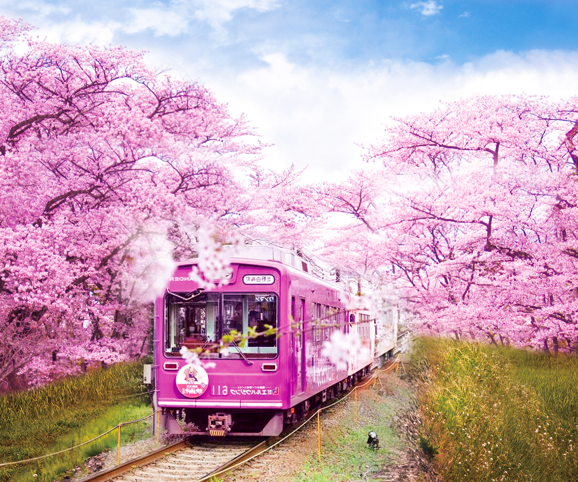 日本樱花火车图片唯美图片