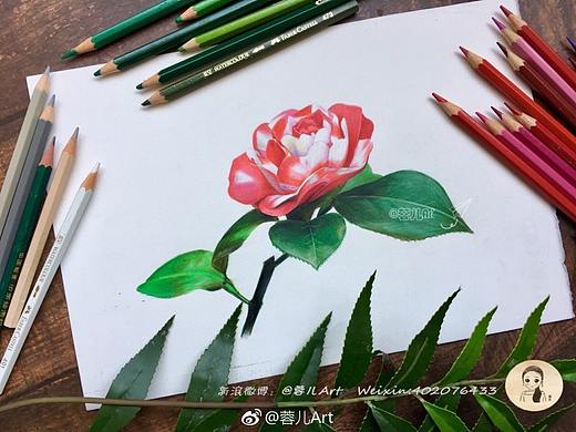 山茶花