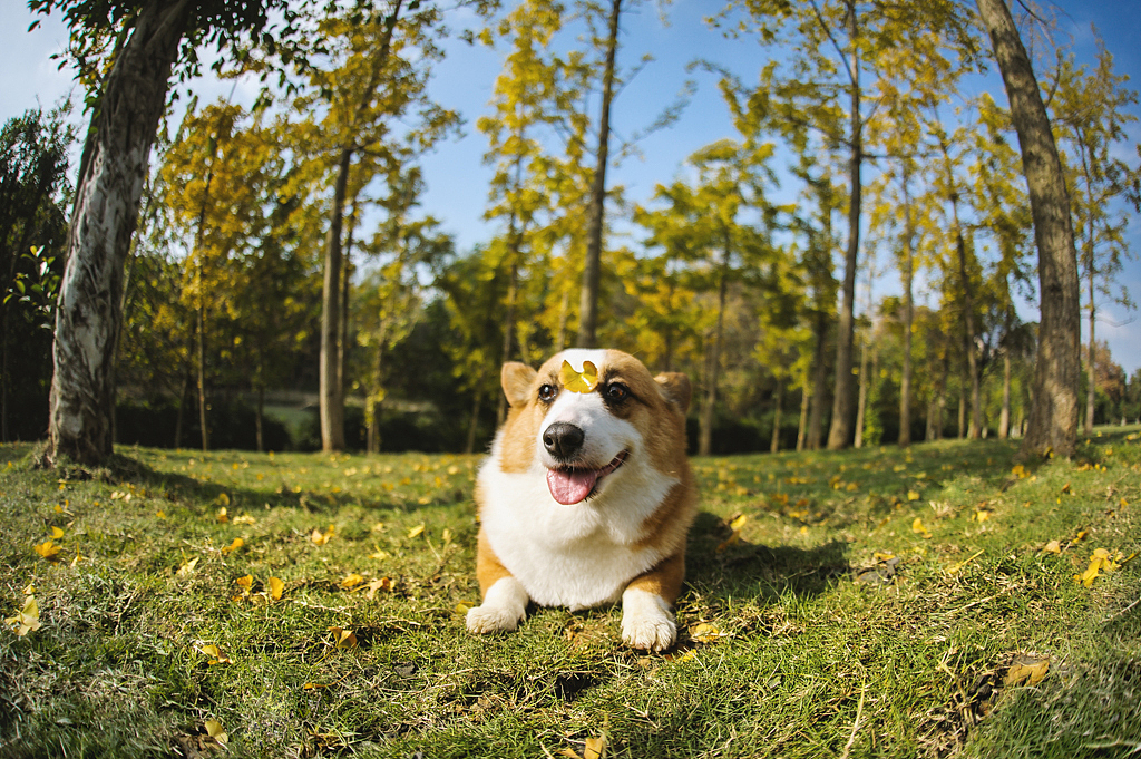 【均木纪实宠物摄影】