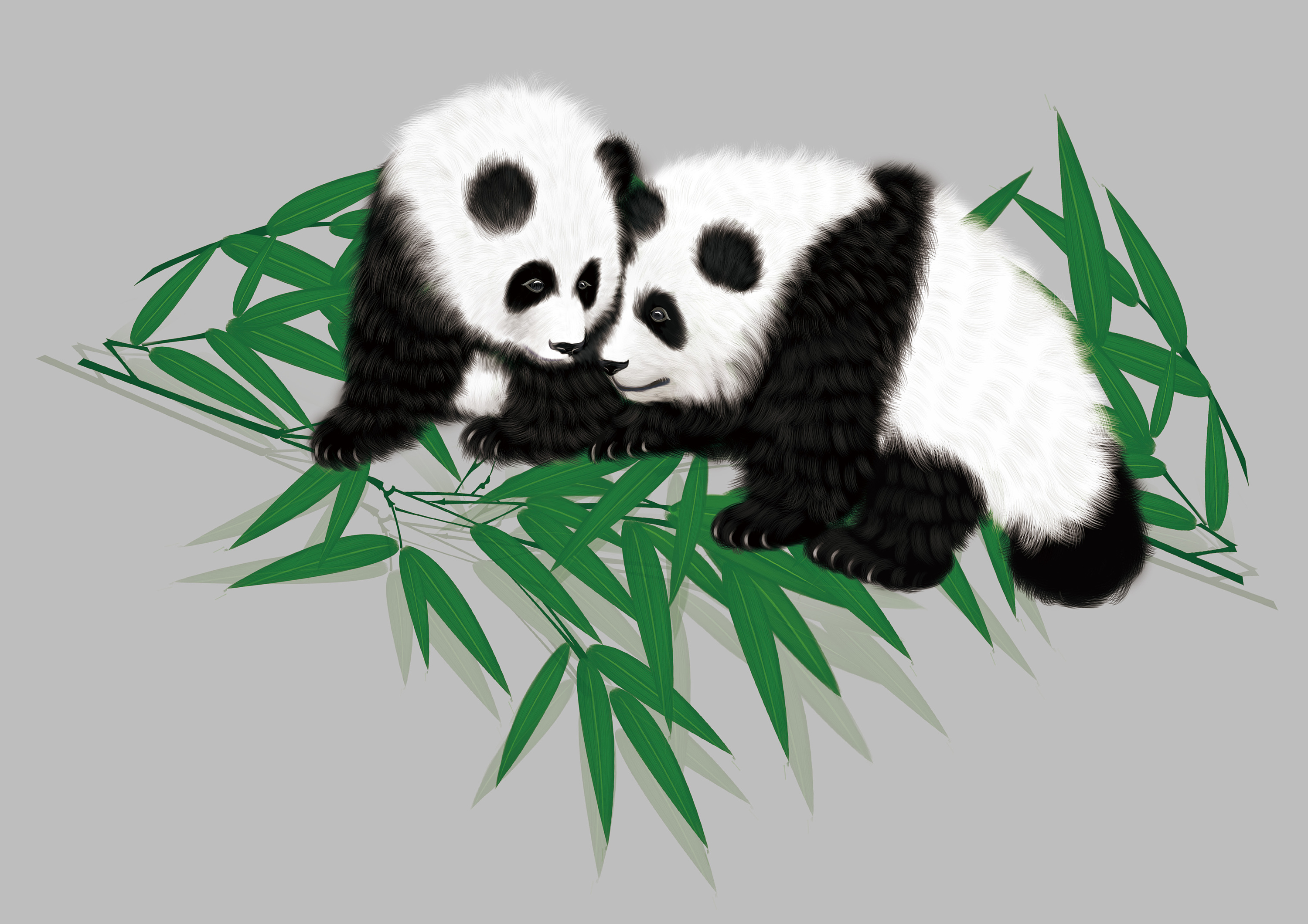 成都-熊猫|插画|商业插画|卡木西 - 原创作品 - 站酷 (zcool)