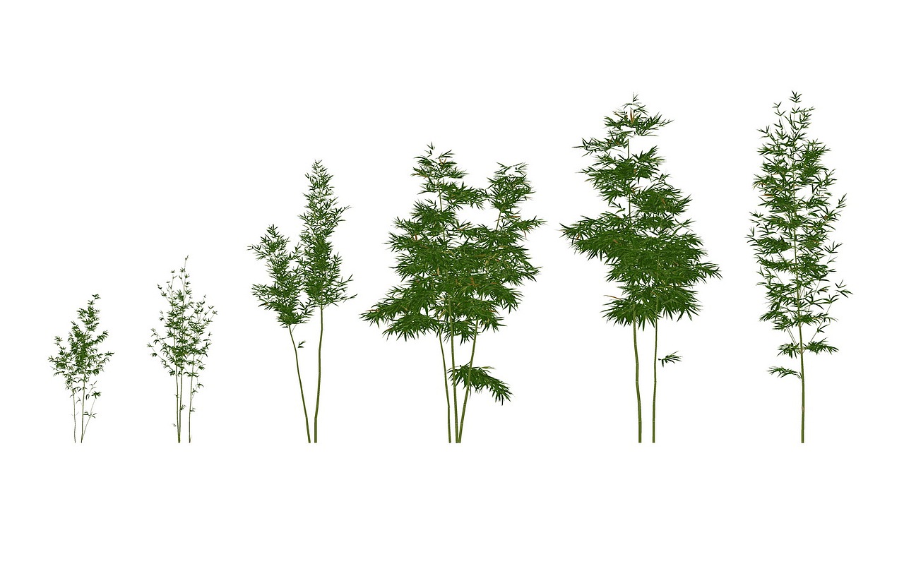 3D竹子SU模型下载