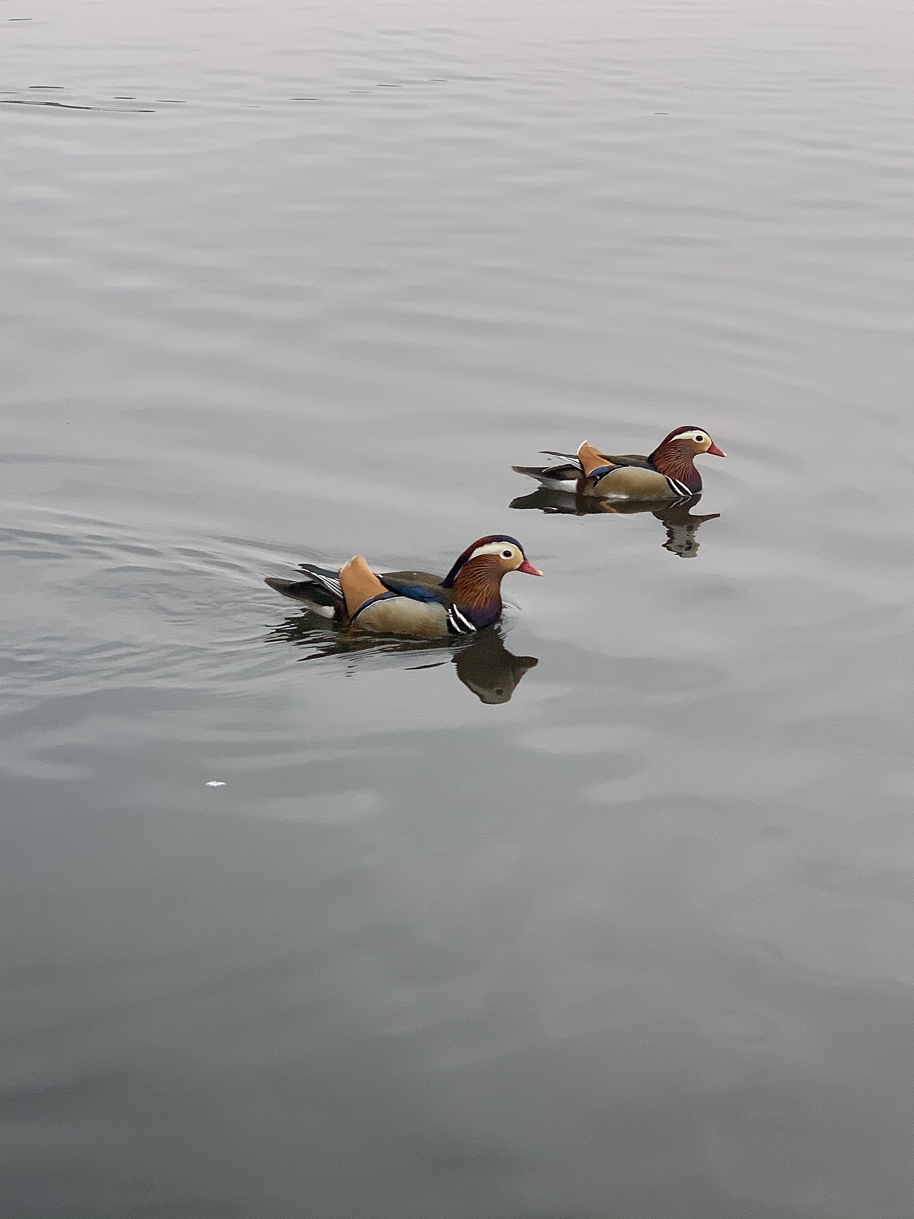 桃花春木渌,水上鸳鸯浴。