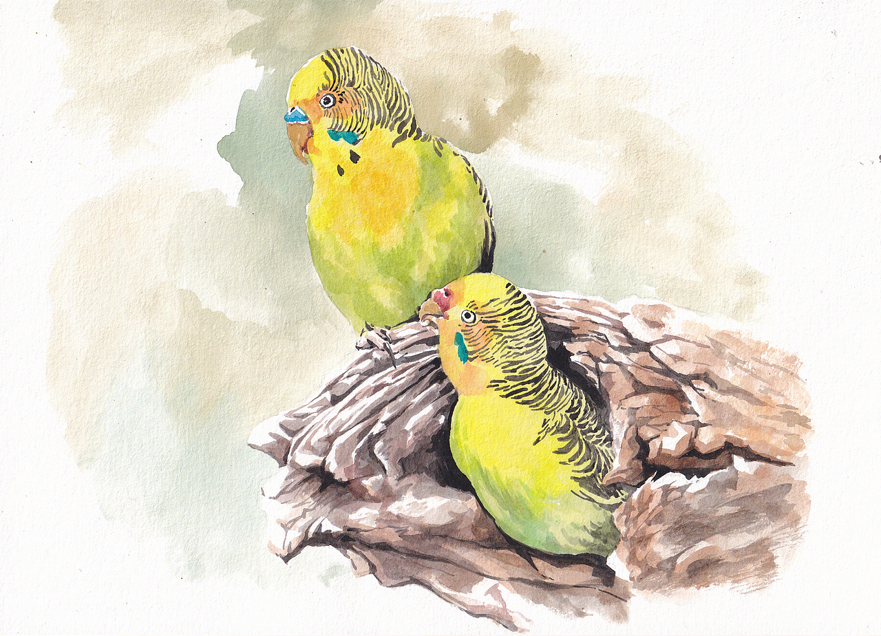 2021水彩萌宠肖像画系列の虎皮鹦鹉组图①