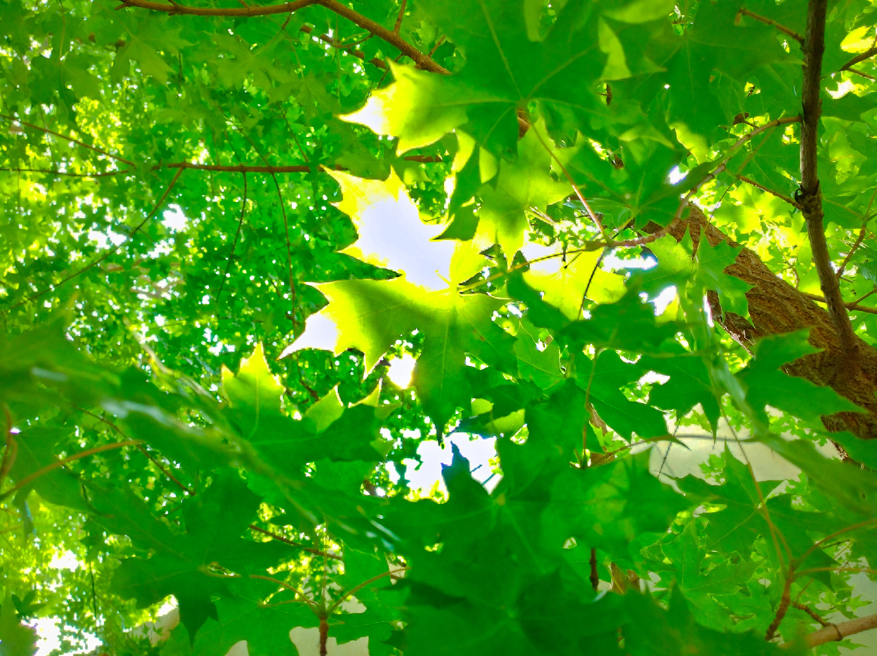 夏天晴朗逆光下青葱茂密的枫树叶北京 |      