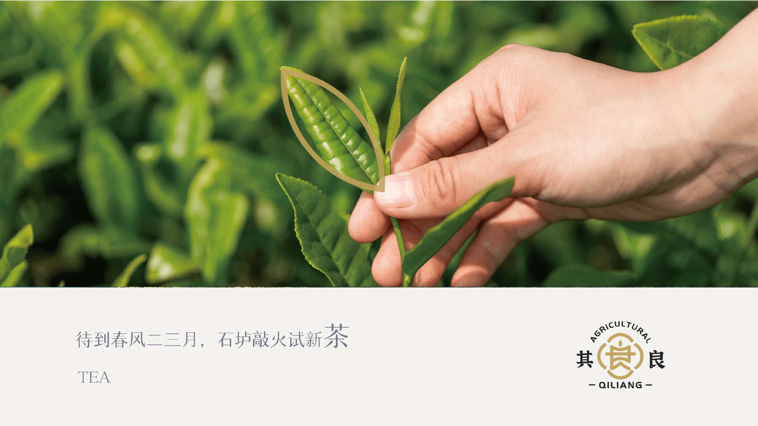 山茶农产品品牌设计（图ZMzQ1NDU3MTA4） - 品牌 - 站酷设计师好设的桑桑原创素材 - 站酷ZCOOL