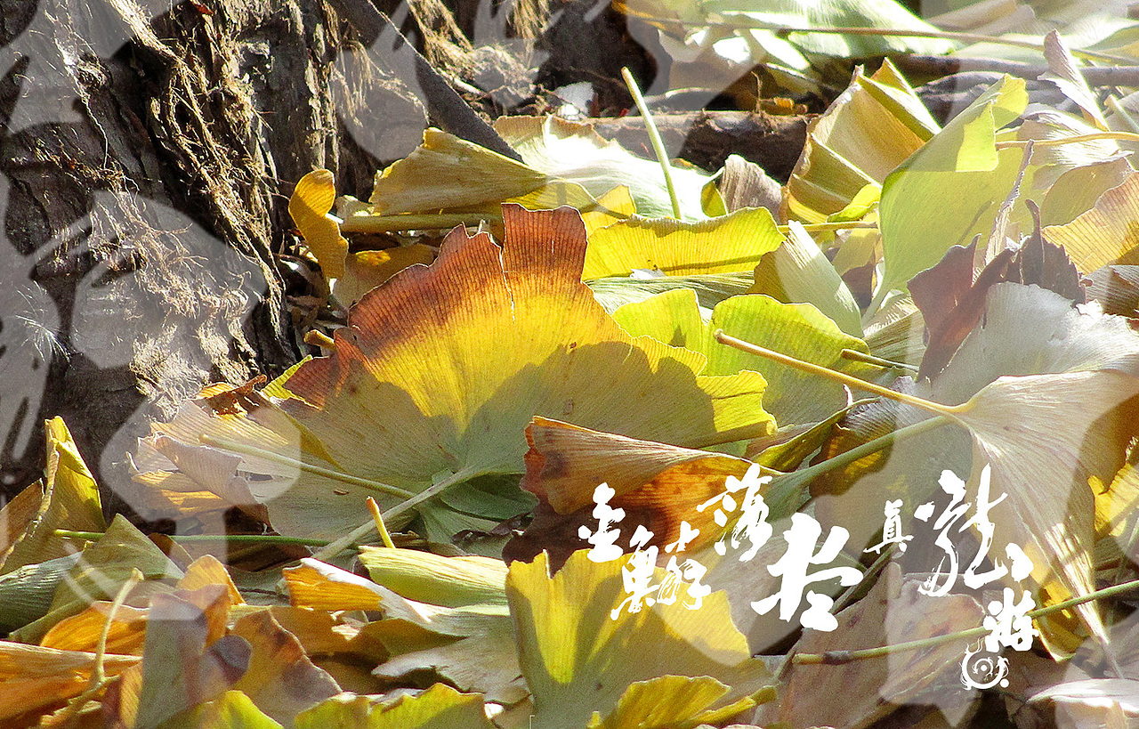 金鳞落尽真龙游 题金黄银杏叶