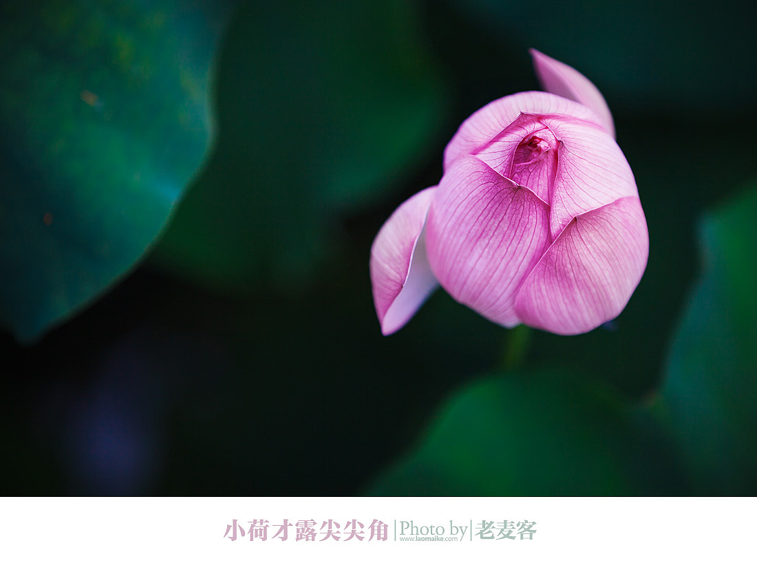 又是一年荷花开（图ZOTc3MTY4NA==） - 风光摄影 - 站酷设计师laomaike原创素材 - 站酷ZCOOL